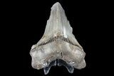 Partial, Fossil Megalodon Tooth #89413-2